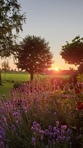 Margriet