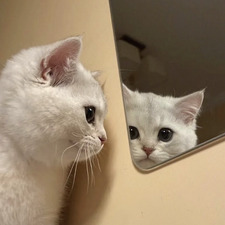 catsatelite