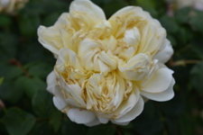 Syeda Ahmed