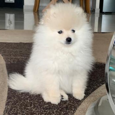 רוני ברונשוויג