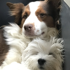 Gladivostoc Sébastienne