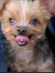 Chay