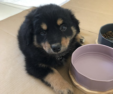 Mia