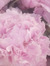 Noura