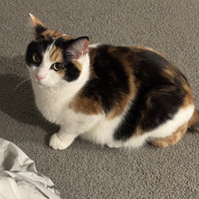 frances