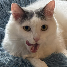 leeland p.t. williamson