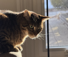Milo