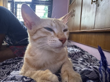 ⋆˚࿔ dee 𝜗𝜚˚⋆