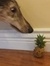 Sam H