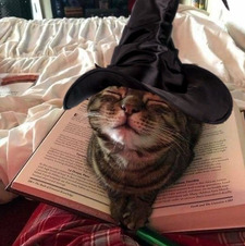 легіт  поміж  книг ⋆.˚ ☾ .⭒˚