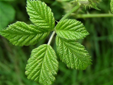 BrambleRamble