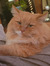 Vincent