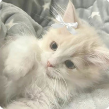 ❤︎laceꪆৎ ⚢