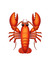 lobster...