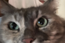 Daphne