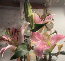 Aaliya °❀⋆.ೃ࿔*:･°❀⋆.ೃ࿔*:･