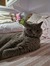 Cosmina_2