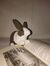 BunnyRe...