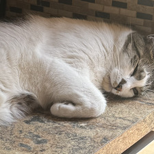Max