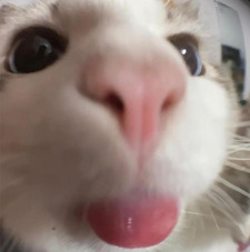meow