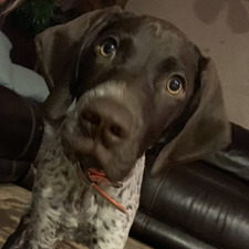 Bailey