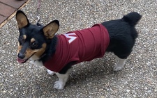 CorgiLover