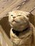 Riho