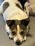Shannon
