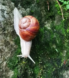 The Snail