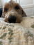 Benji