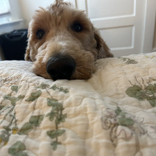 Benji