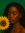 Emerald Days