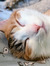 Cate