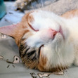 Cate