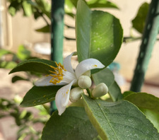 مرام الطريخم