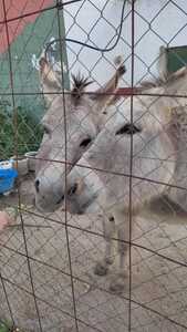 Joaquin Morillo Barragan