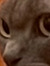 Kira
