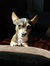 Cheryl