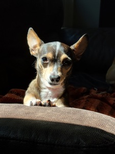 Cheryl