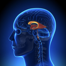 Amygdala Lover