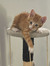 sharchi_42