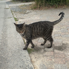 Constance Van der Elst