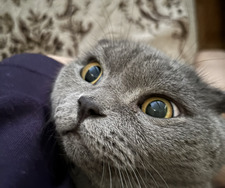 дэш