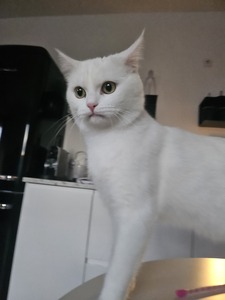 Kazi