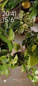 Jade Found
