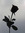 Alex Compagnone