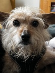 Riitta