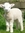 Lamb