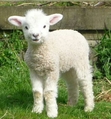Lamb