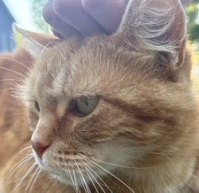 little reading ghost 